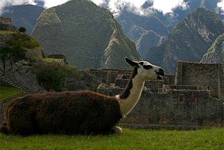 Machu Picchu avec lama
