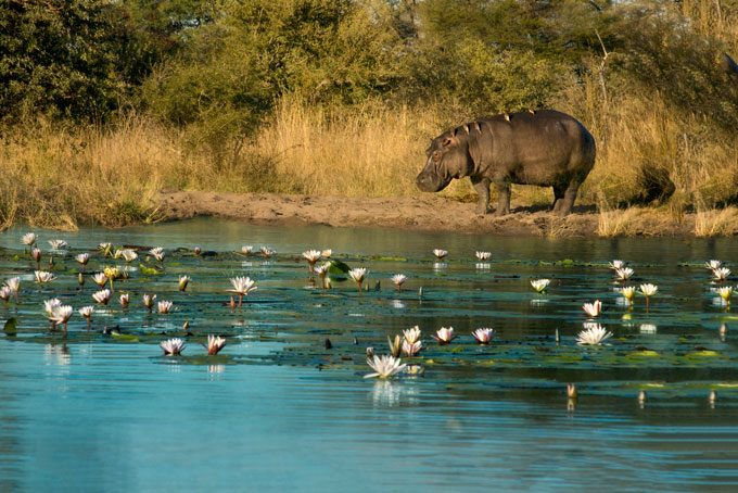 Hippo am Kwando Flussufer 
