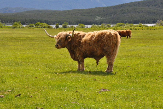 Des vaches Highland broutent paisiblement au Terra Nostra Guest Ranch