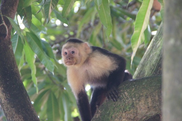 Kapuzineräffchen im Manuel Antonio Nationalpark