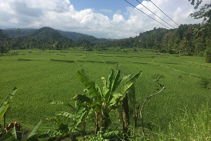Les rizières le long de la route