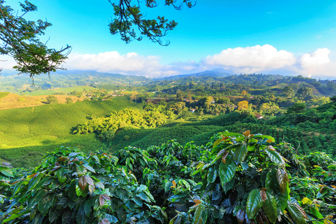 La Colombie, voyage au pays du café