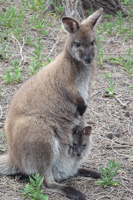 Neugieriges Wallaby mit ihrem Jungen