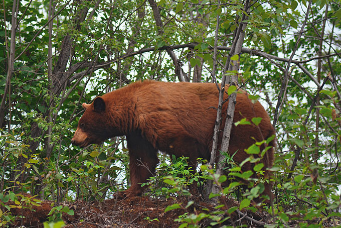 Un grizzli sur la McCarthy Road