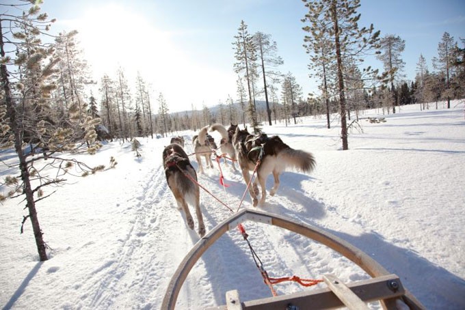 Husky-Safari