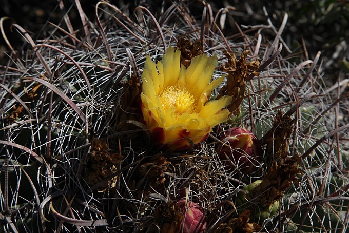 Blühender Kaktus im Sonoran Desert Museum