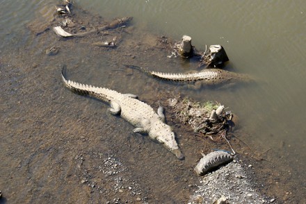 Krokodile im Rio Tarcoles