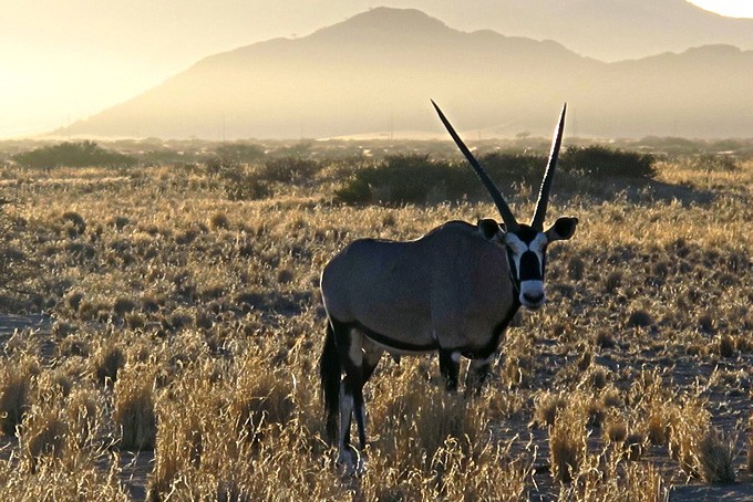 Oryx vor unserem Zelt im Desert Camp