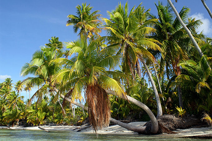 Palmen auf Tuamotu