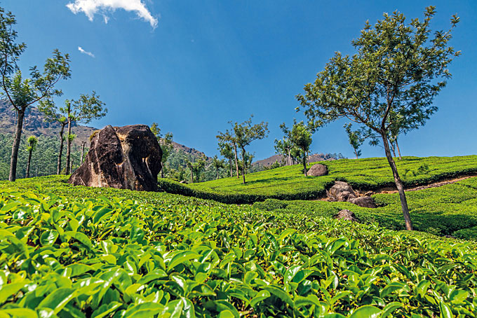 Teeplantage in Kerala
