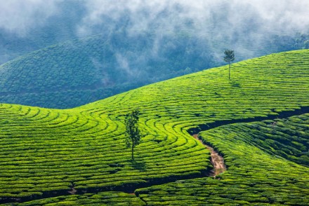 Teeplantage in Munnar, Kerala