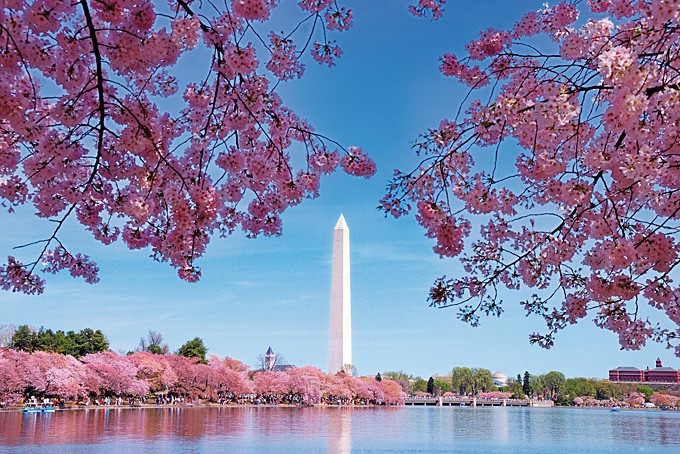 National Cherry Blossom Festival à Washington D.C.