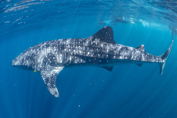 Schwimmen mit Walhaien am Ningaloo Reef