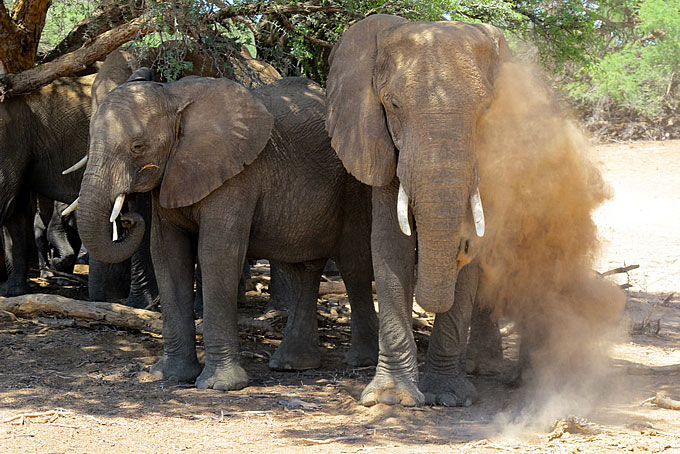 Wüstenelefanten im Damaraland