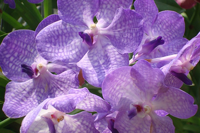 Wunderschöne Orchidee